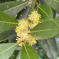 月桂樹,黄色い花,今日のお花,クスノキ科,板橋区赤塚植物園の画像