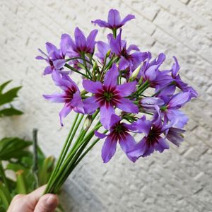 リューココリネ,リューココリネ　カラベル,エントランスの画像