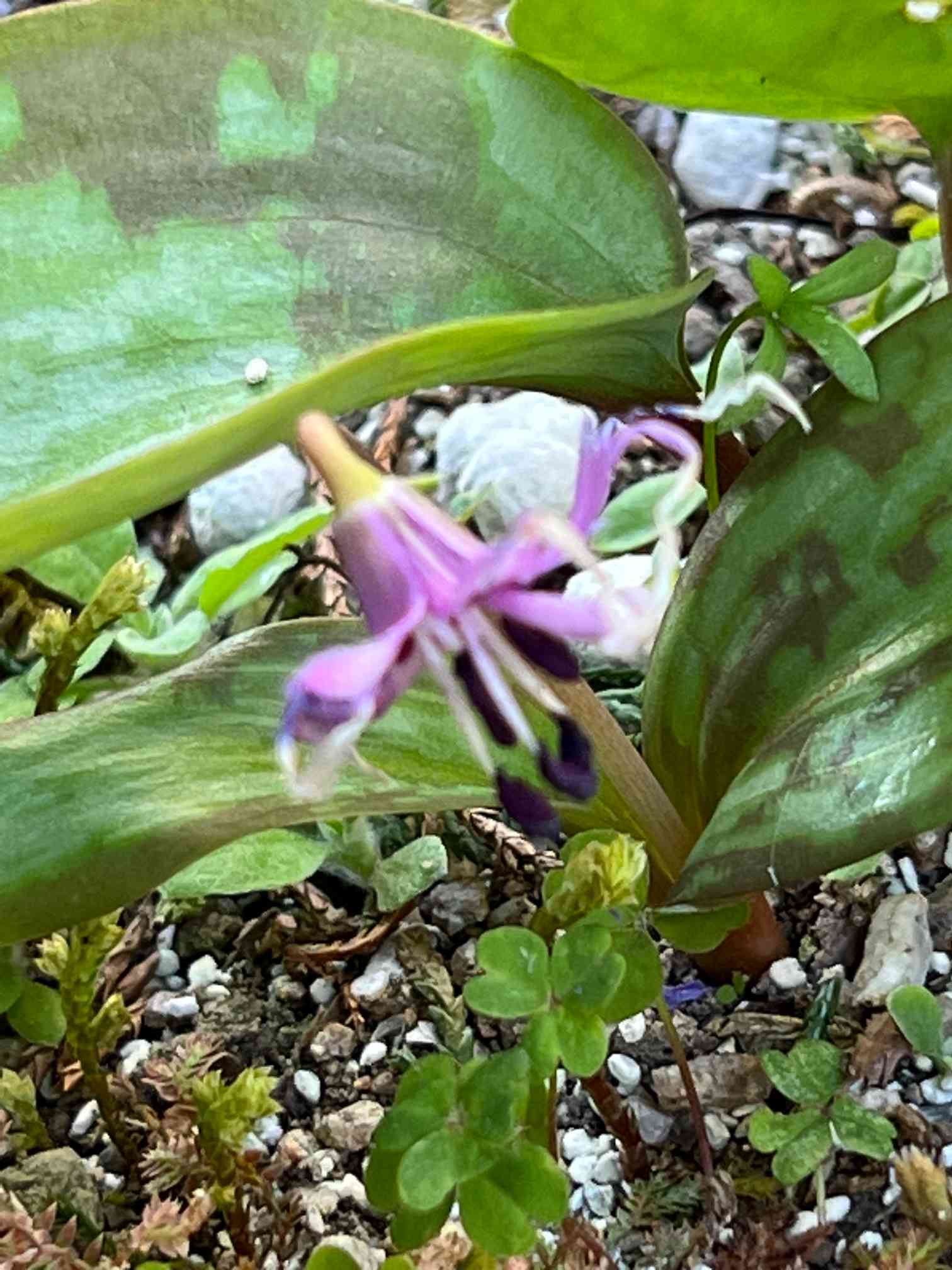 カタクリ　　苗　※希望本数ありましたらコメントへ カタクリ 苗 ※希望本数ありましたらコメントへ カタクリ 苗 ※希望本数