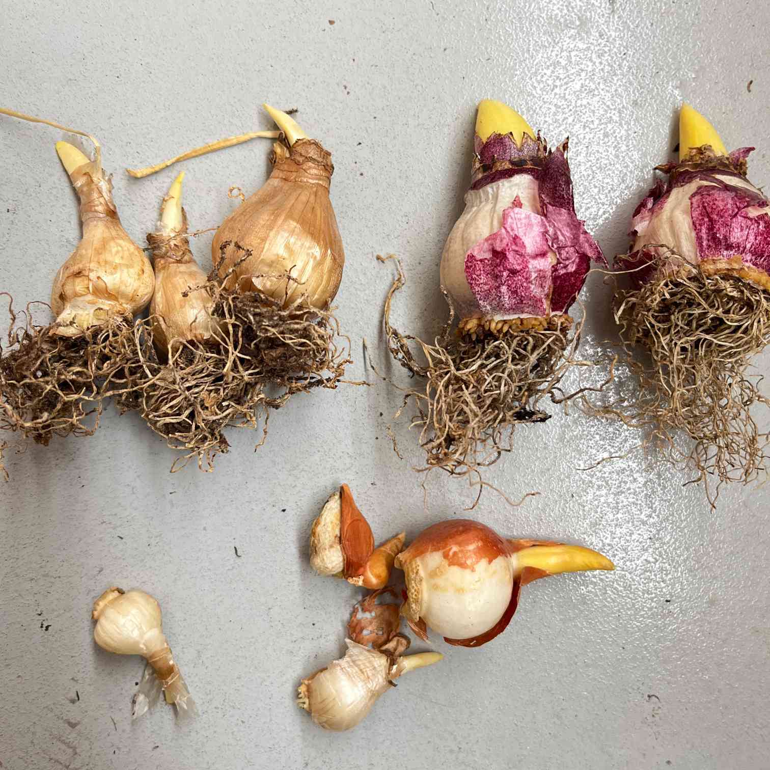 謎の球根を植えてみたら。。｜🍀GreenSnap（グリーンスナップ）