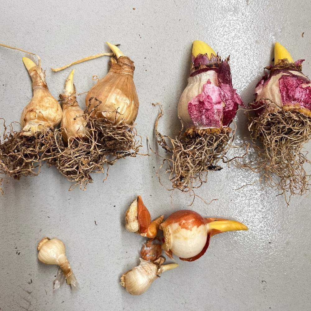 発芽中の野菜球根4個 謎の球根を植えてみたら。。｜🍀GreenSnap（グリーンスナップ）