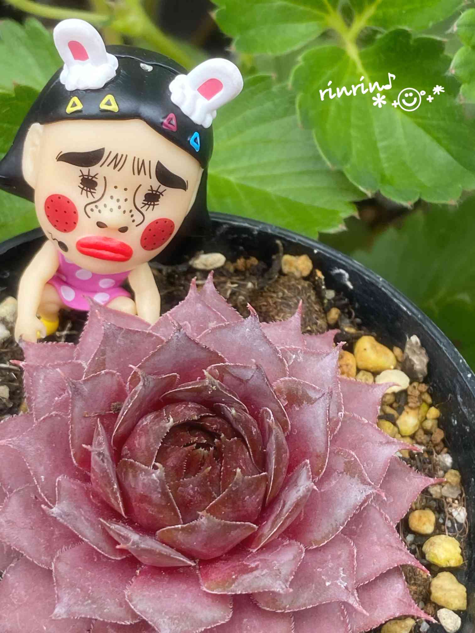 センペルビウム ミズリーローズの一覧｜🍀GreenSnap（グリーンスナップ）