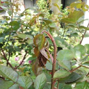 害虫に負けるな,虫との戦い,害虫,春の庭,バラ好きの画像