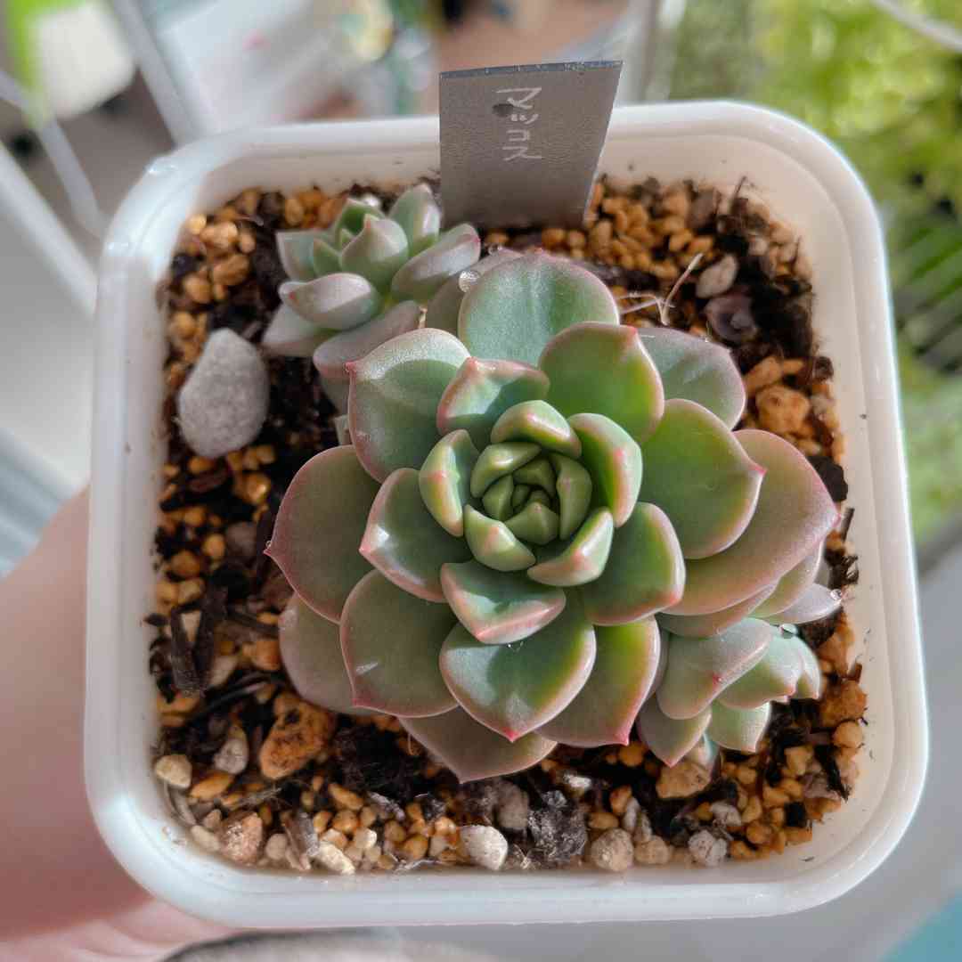 多肉植物 マッコス 大きめ カット苗　5個　エケベリア 楽天市場】マッコス錦 カット苗 エケベリア Mサイズ5.5cmポット