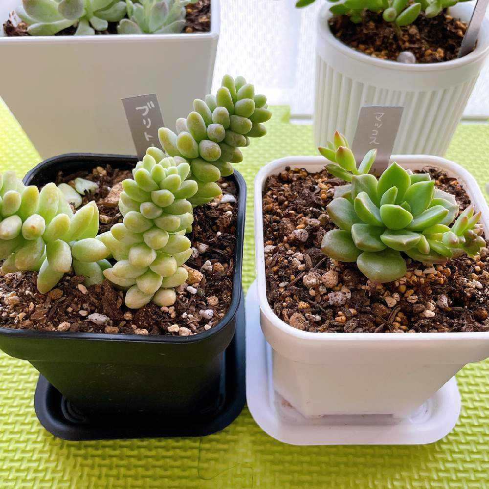 専用‼︎多肉植物^o^  モリモリ❣️マッコス c2bb507a811b535dcd2326ddf471a1