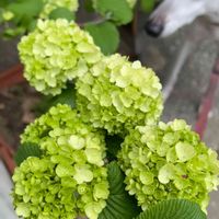 オオデマリ,犬の散歩,お出かけ先の画像