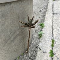 錦蝶の画像
