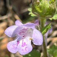 カキドオシ,ハーブ,山野草,シソ科,里山の画像