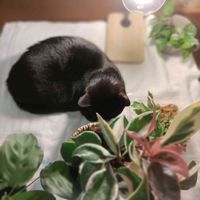 ホヤ・カルノーサ,マランタ,ポトス　グローバルグリーン,こぐろちゃん,こぐちゃんの画像