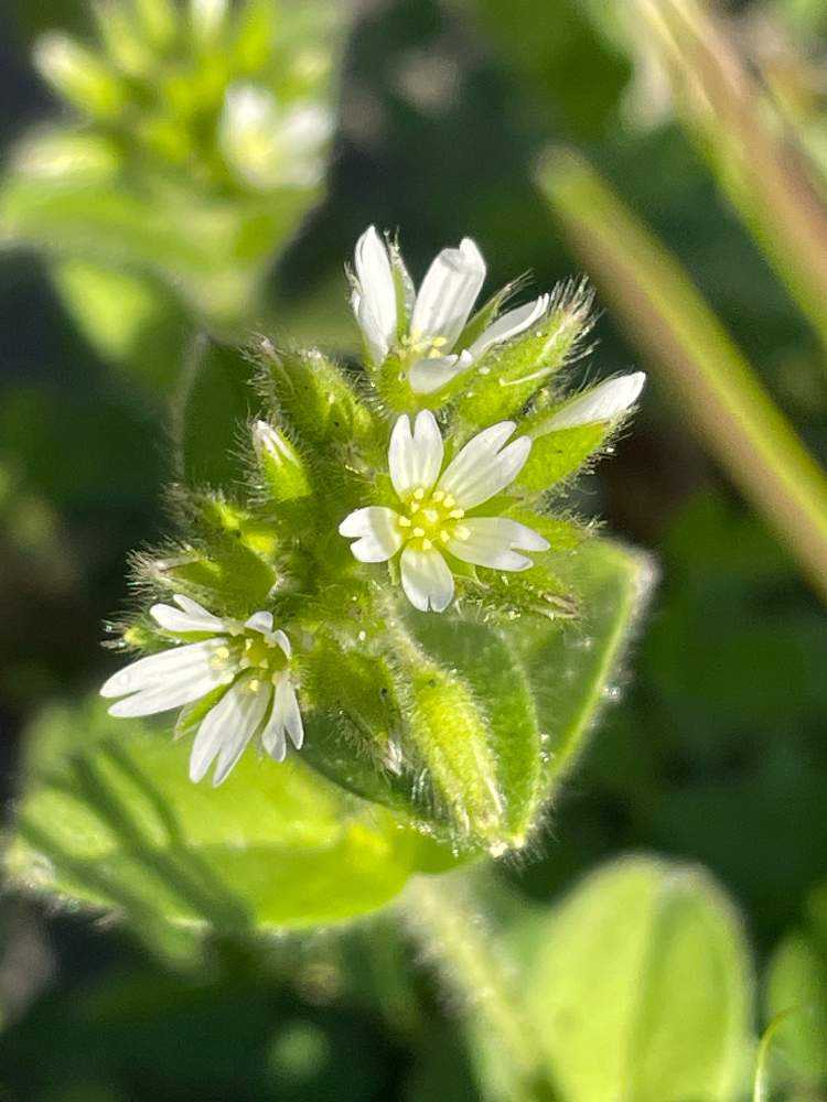 野の花まとめ2023/3/15〜3/31｜🍀GreenSnap（グリーンスナップ）