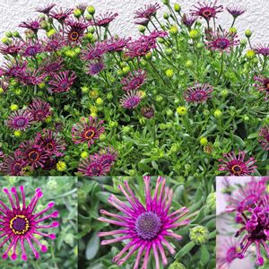 オステオスペルマム・スプーン咲き,オステオスペルマムスパイダースプーン咲き,プランター,穏やかに,自分らしくねの画像