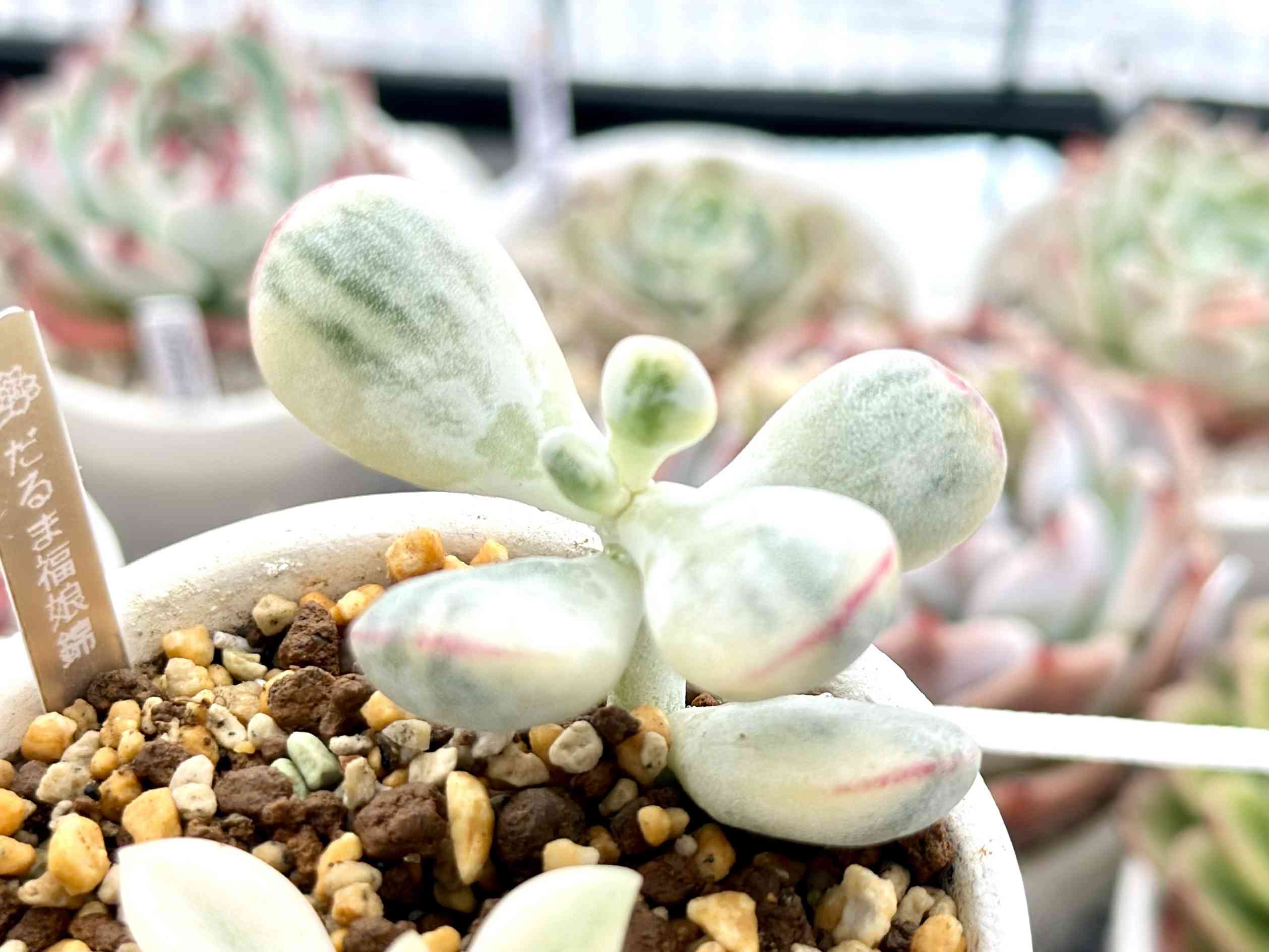 多肉植物 ❁︎達磨福娘錦 大群生 - 植物/観葉植物