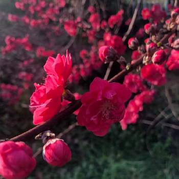 夜の散歩者,湖南地区,高槻市,黄昏の一時,葉の色合いの画像