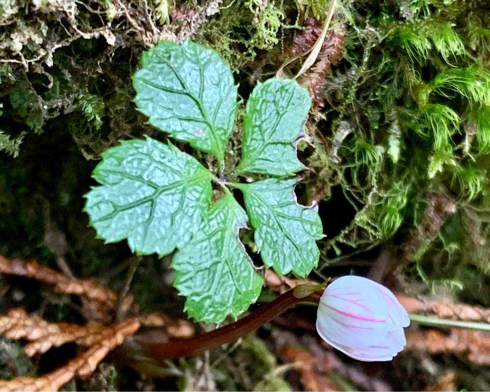 山の春はバイカオウレンから 富士見台高原4月｜🍀GreenSnap（グリーン