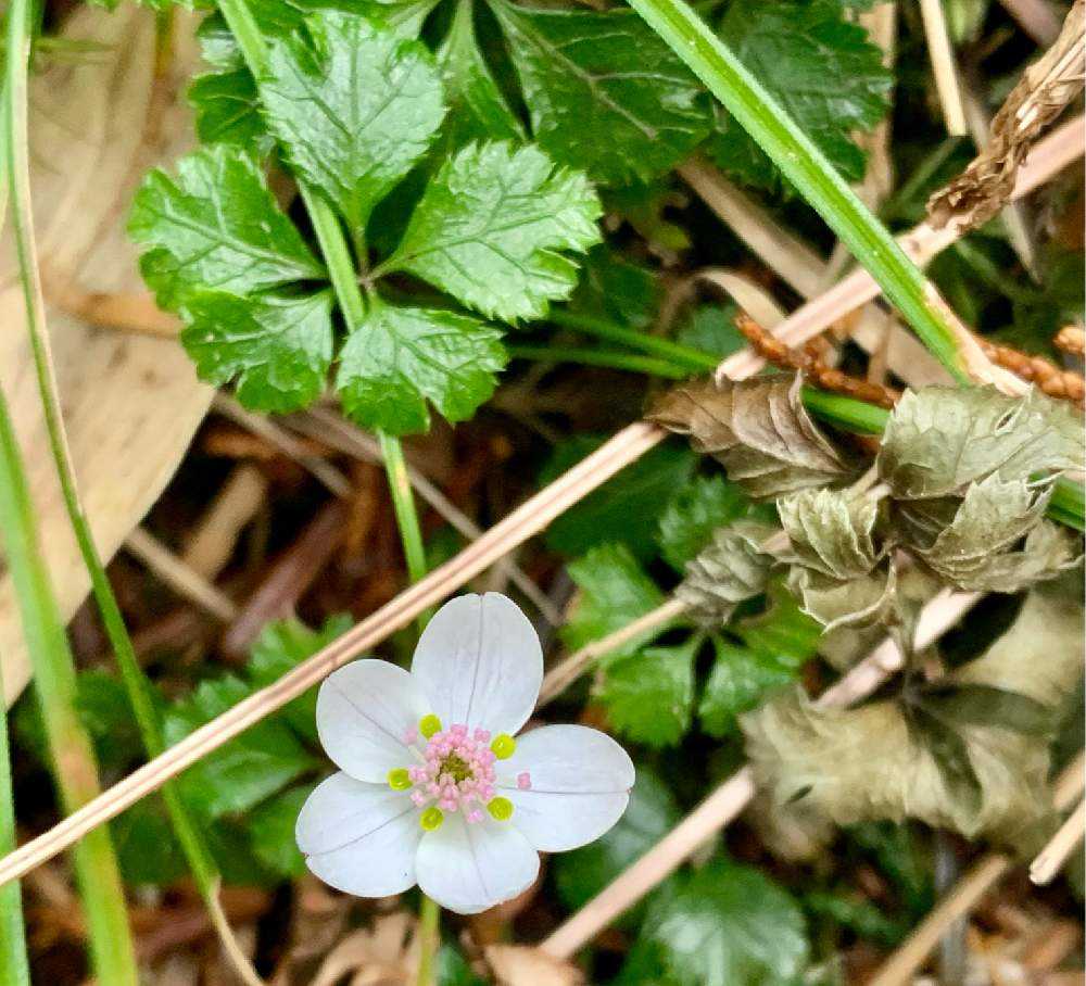 山の春はバイカオウレンから 富士見台高原4月｜🍀GreenSnap（グリーン