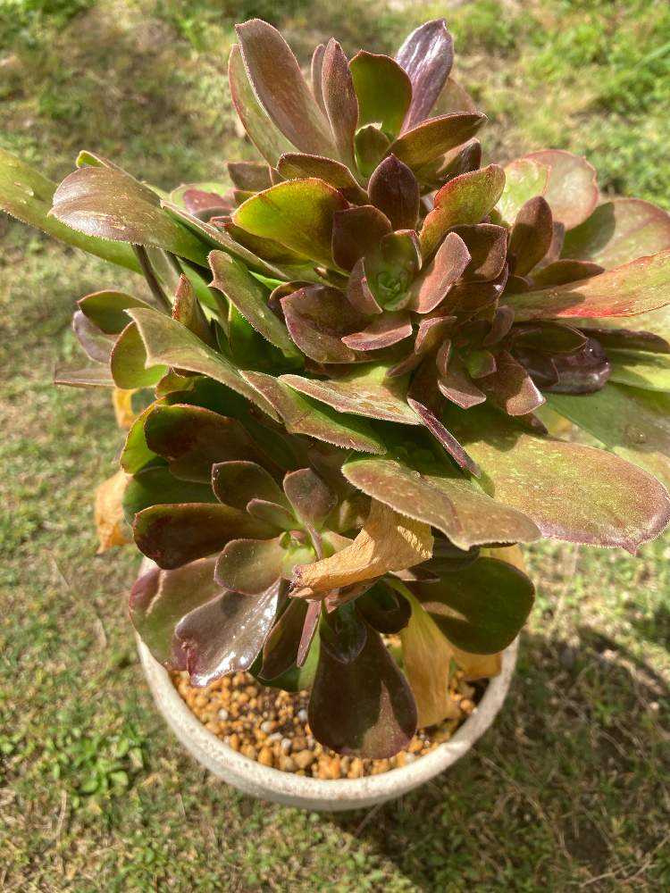 93#植物アエオニウム❤️サラダボール中斑錦❤️1大頭12cm 拔き苗 93#植物アエオニウム❤️サラダボール中斑錦❤️1大頭12cm 拔き苗