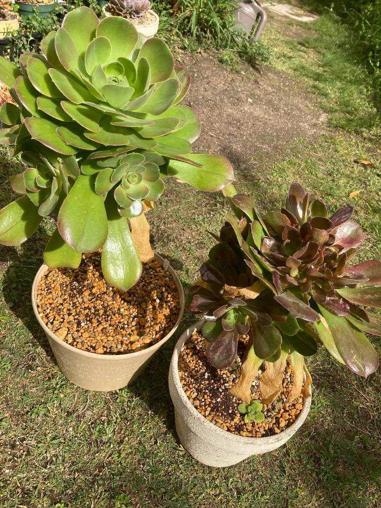アエオニウム サラダボール成長記録｜🍀GreenSnap（グリーン