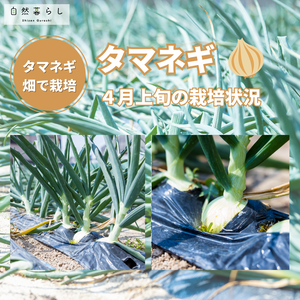 ガーデニング,植物のある暮らし,肥料,プランター栽培,家庭菜園初心者の画像