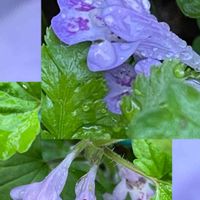 カキドオシ,カキドオシ,山野草,お散歩,青い花マニアの画像
