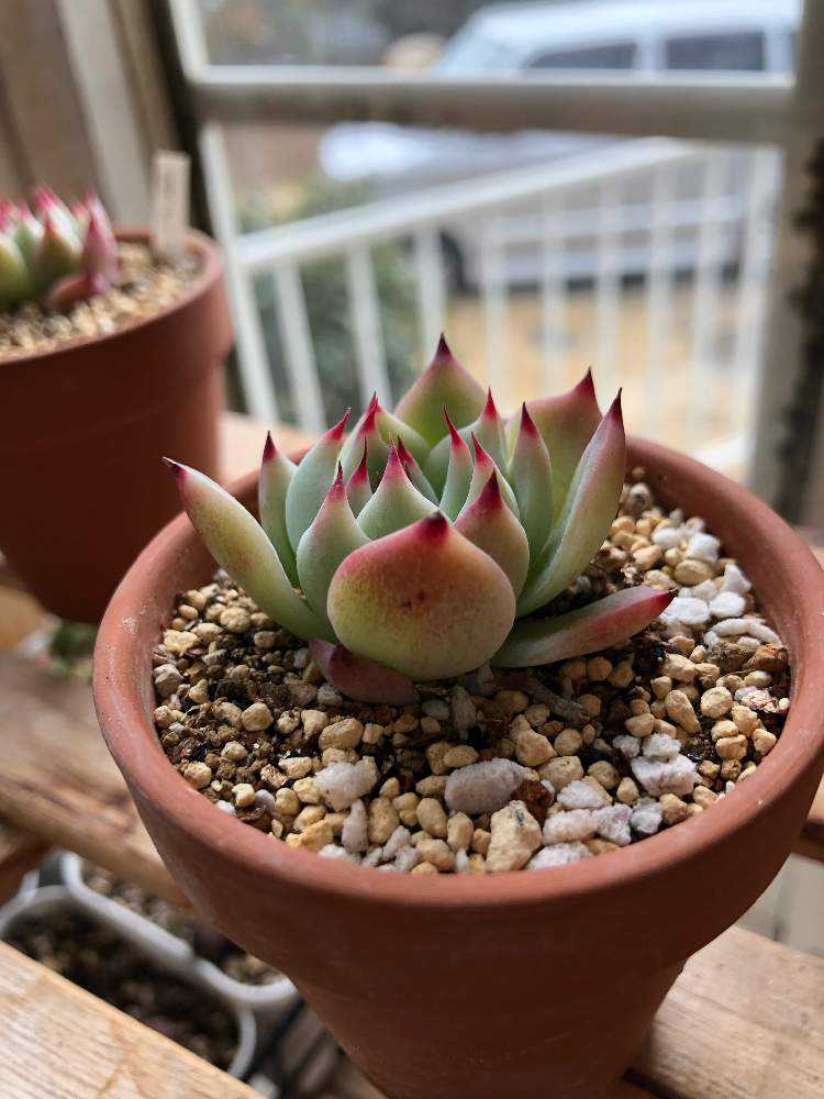 葉挿しっ子 桃太郎 ｜🍀GreenSnap（グリーンスナップ）