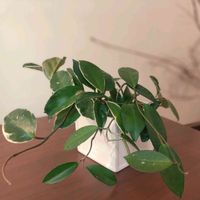 ホヤ・カルノーサ,ホヤ,今日のお花,こまりねこ ホヤ,窓辺の画像