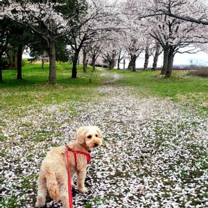 ソメイヨシノ,no green no life,春のお花,花散らしの雨,わんこのいる生活の画像