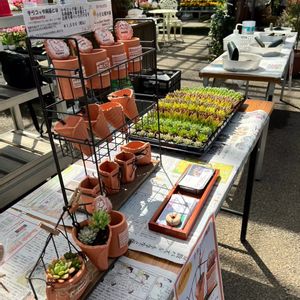 多肉植物,手作り,ちまちま寄せ,テラコッタ鉢,多肉植物の鉢の画像