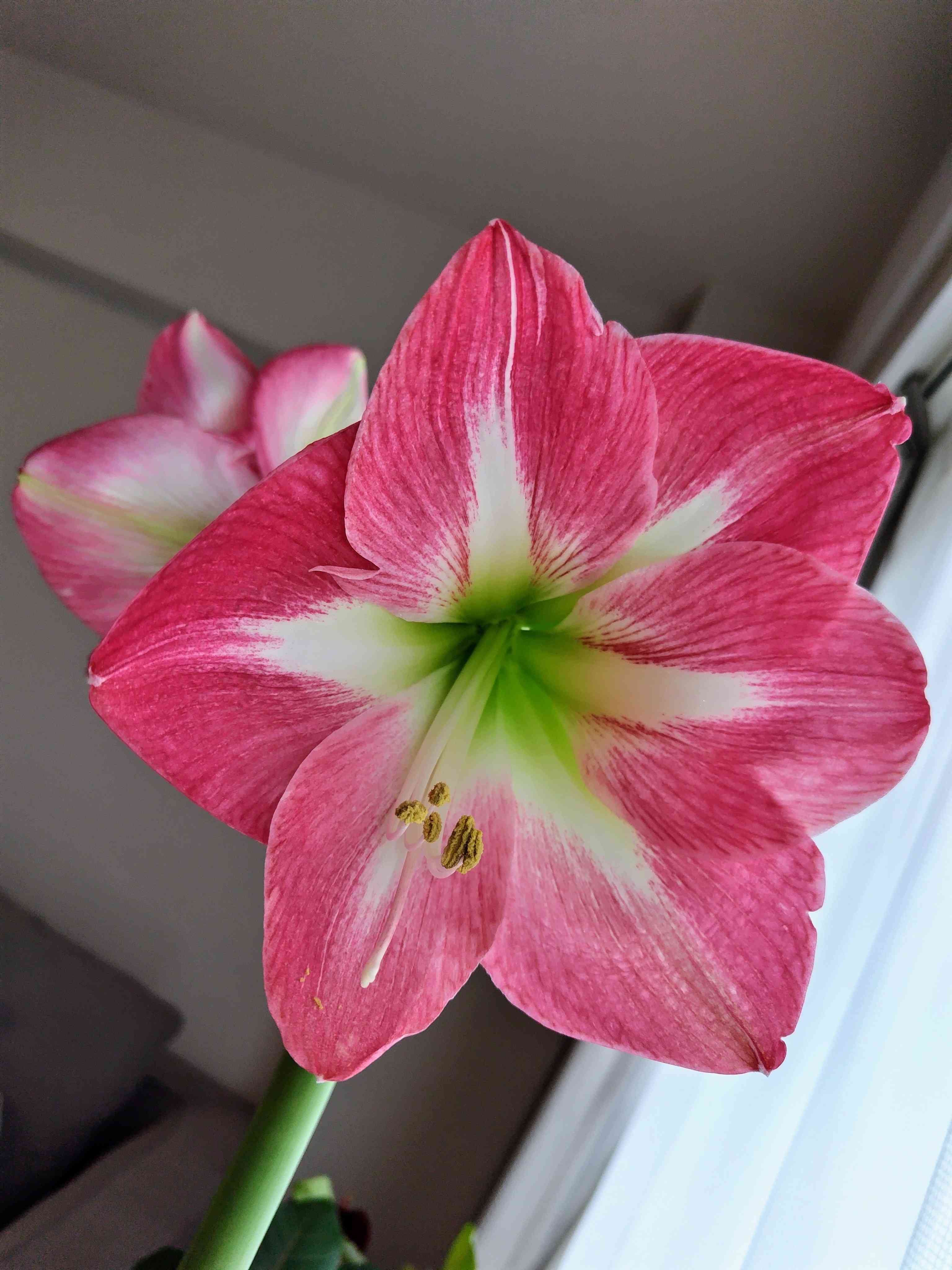 マジックアマリリス3色セット 【公式通販】