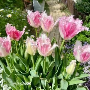 ガーデニング,可愛い,秋植え球根,咲いた！,ピンクの花の画像