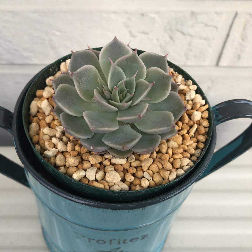 マーガレットレッピンの成長記録｜🍀GreenSnap（グリーンスナップ）