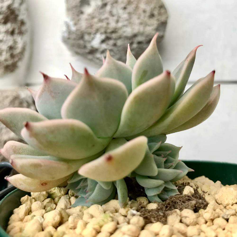 マーガレットレッピンの成長記録｜🍀GreenSnap（グリーンスナップ）