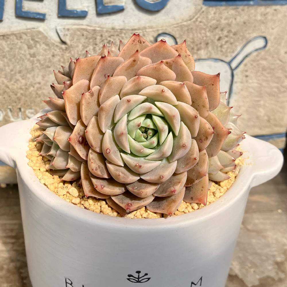 1680932478094_thum_914309_phot