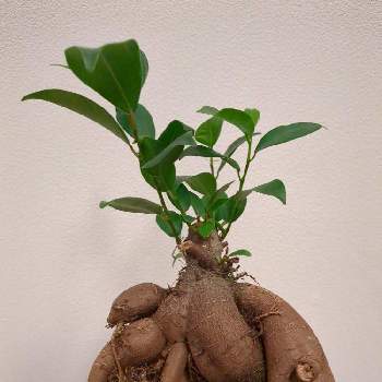 ガジュマル,むし,観葉植物,害虫駆除,ガーデニング初心者の画像