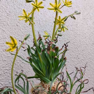 多肉植物,観葉植物,塊根植物,開花,多肉の花の画像