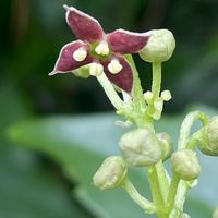 アオキ,花壇,ガーデニング,庭木,山野草の画像