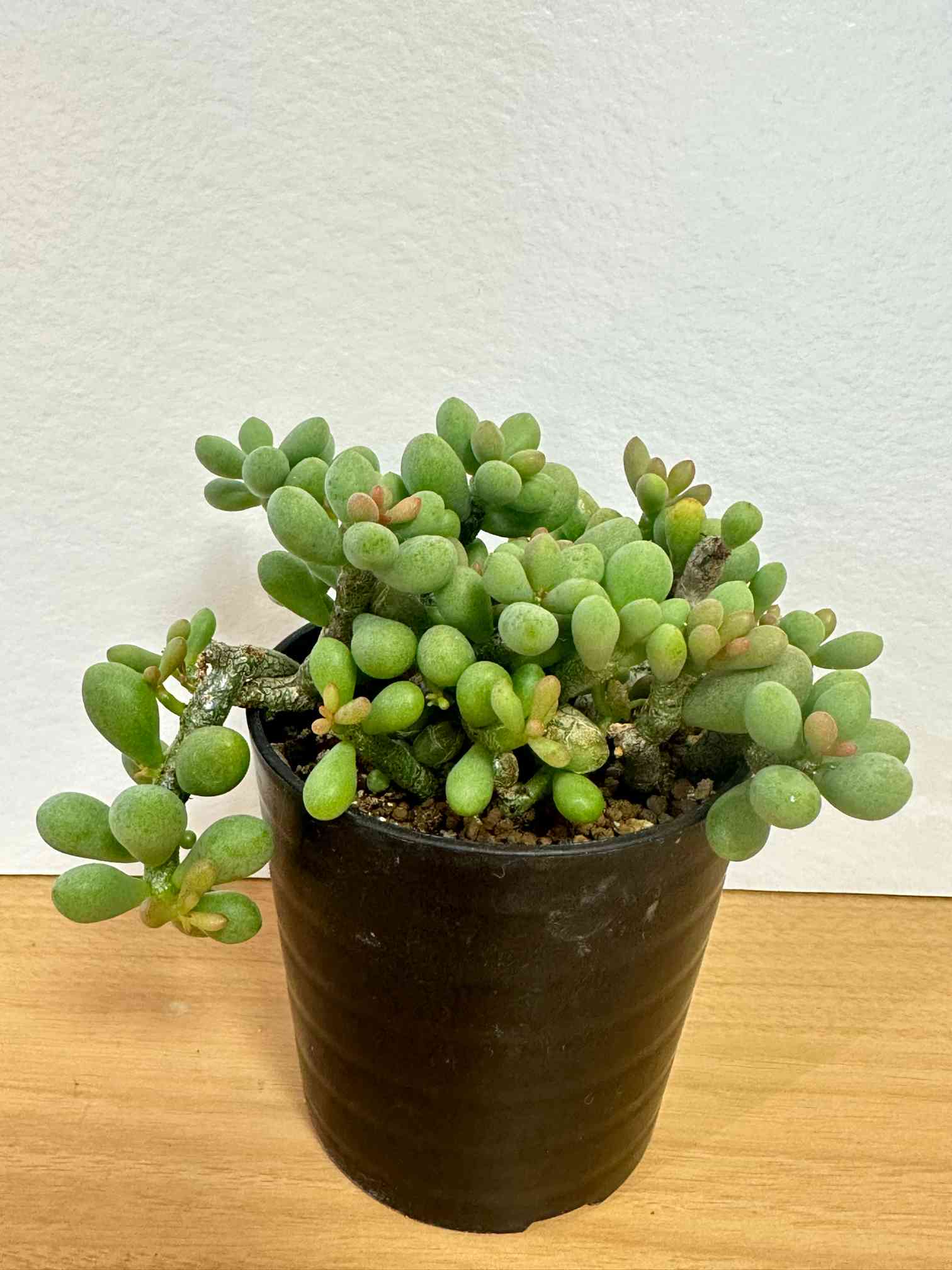 群卵の一覧|🍀GreenSnap(グリーンスナップ) 群卵の一覧|🍀GreenSnap(グリーンスナップ)