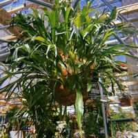 コウモリラン,ビカクシダ,観葉植物,園芸店,福岡の画像