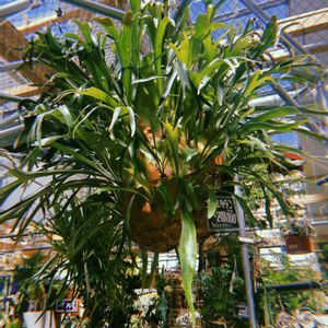 コウモリラン,ビカクシダ,観葉植物,園芸店,福岡の画像