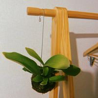 コウモリラン,ビカクシダ,苔玉,園芸店,福岡の画像