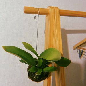 コウモリラン,ビカクシダ,苔玉,園芸店,福岡の画像