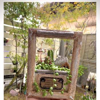 プチハッピー,多肉植物,サボテン科,リメイク木箱,寄せ植えの画像