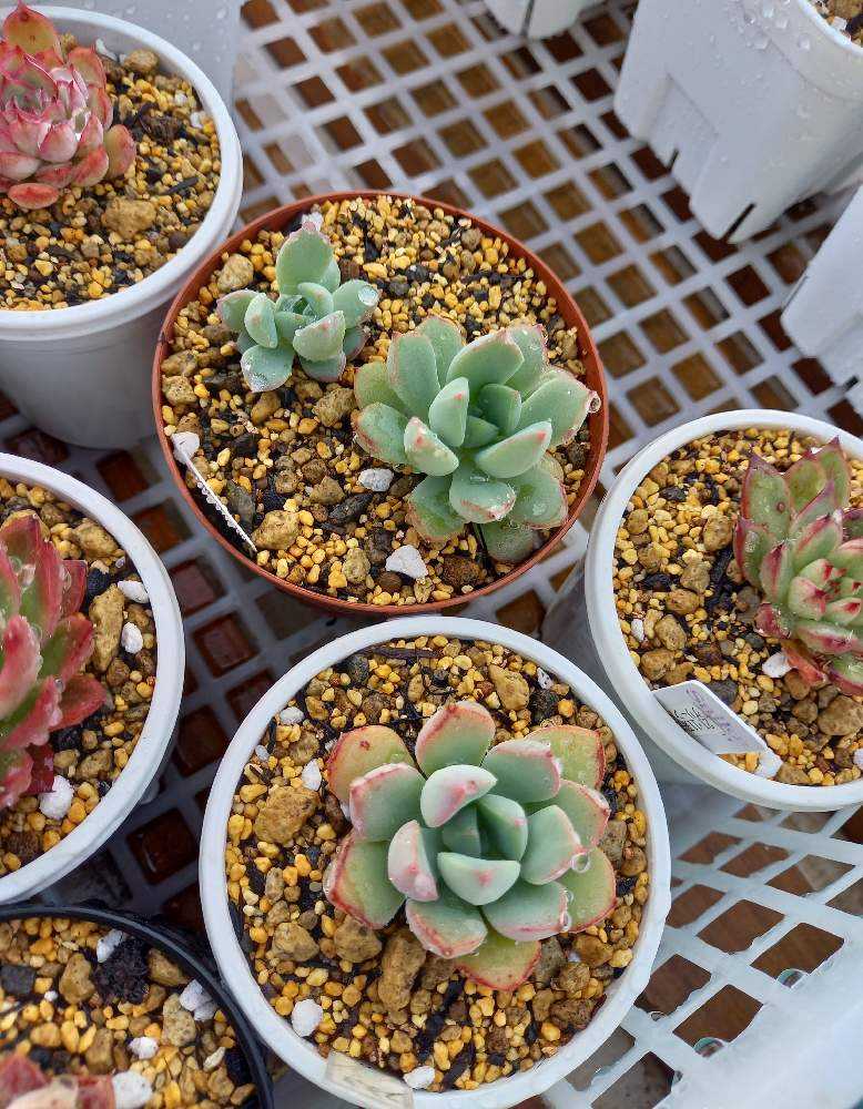 888🌹シュガークリスタル｜🍀GreenSnap（グリーンスナップ）