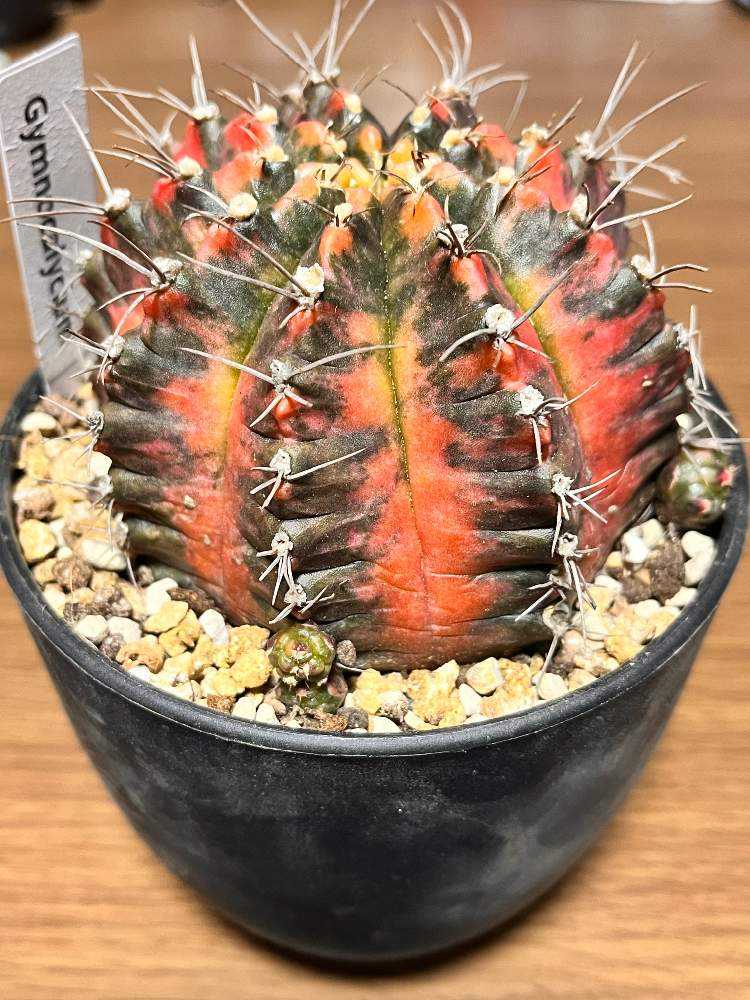 ギムノカリキウム ミハノビッチ 購入直後の管理記録｜🍀GreenSnap