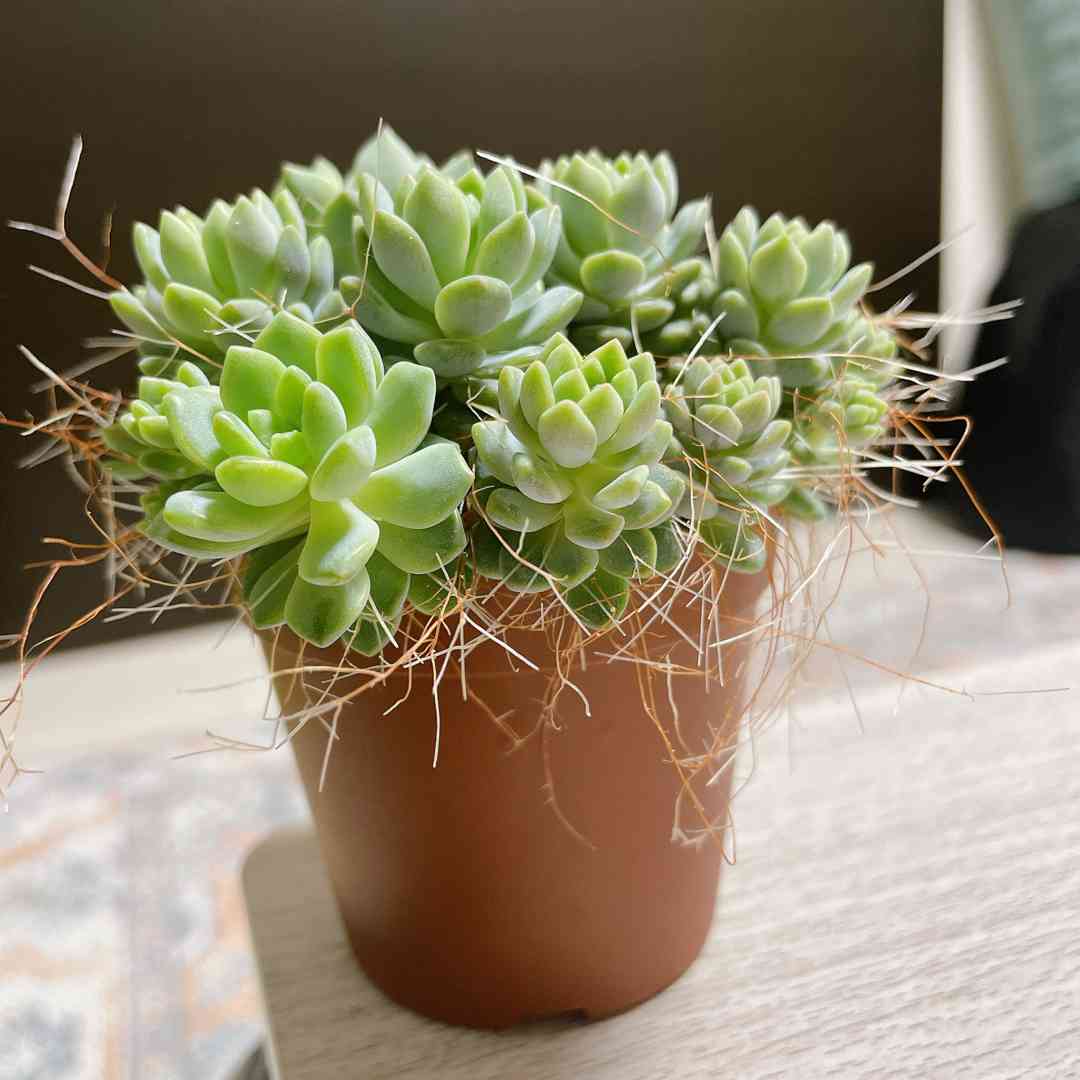 うちのプロリフィカ、気根ボーボー問題｜🍀GreenSnap（グリーンスナップ）