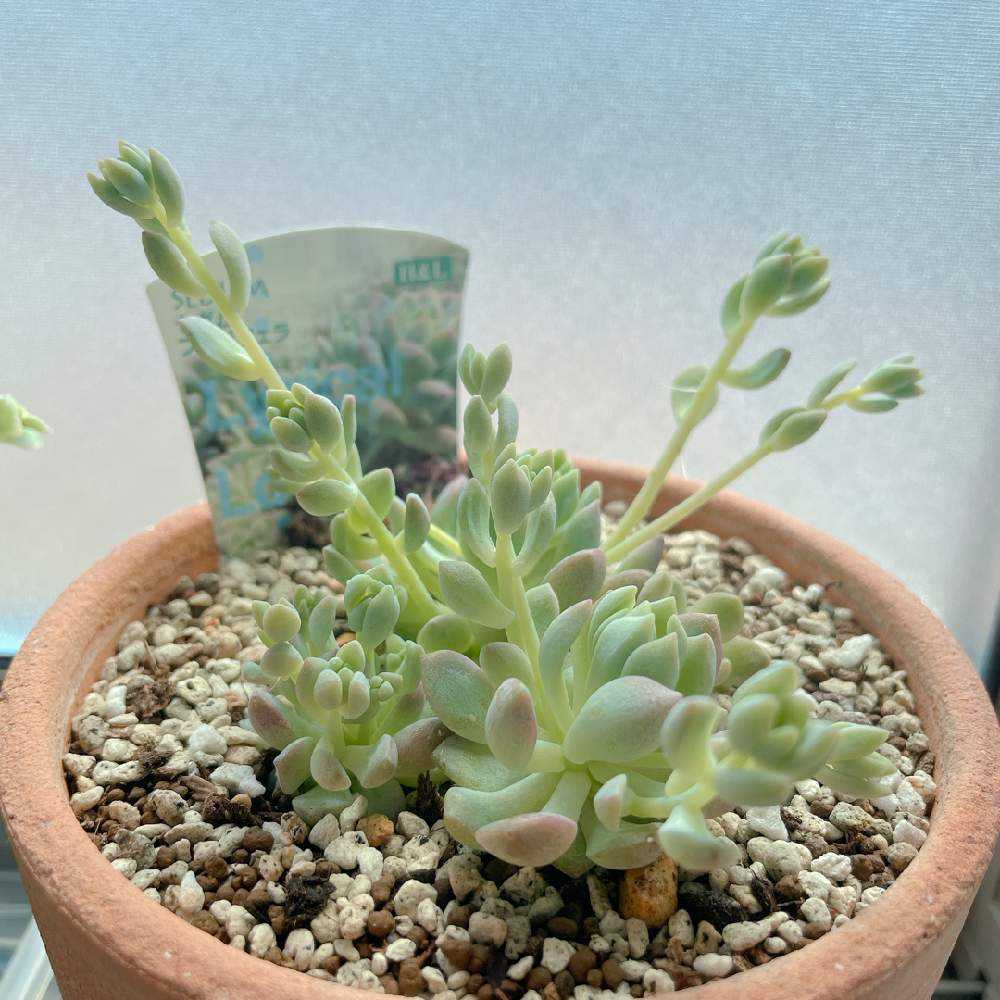 うちのプロリフィカ、気根ボーボー問題｜🍀GreenSnap（グリーンスナップ）