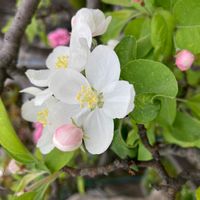 ヒメリンゴ,盆栽,鉢植え,花壇,ガーデニングの画像