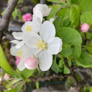 ヒメリンゴ,盆栽,鉢植え,花壇,ガーデニングの画像