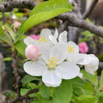 ヒメリンゴ,盆栽,鉢植え,花壇,ガーデニングの画像