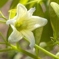 ムベ,花壇,ガーデニング,庭木,山野草の画像