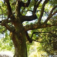 剪定後,ゲゲゲの月曜日,好き好き大す木♡,✢ふこポエム✢,お出かけ先の画像